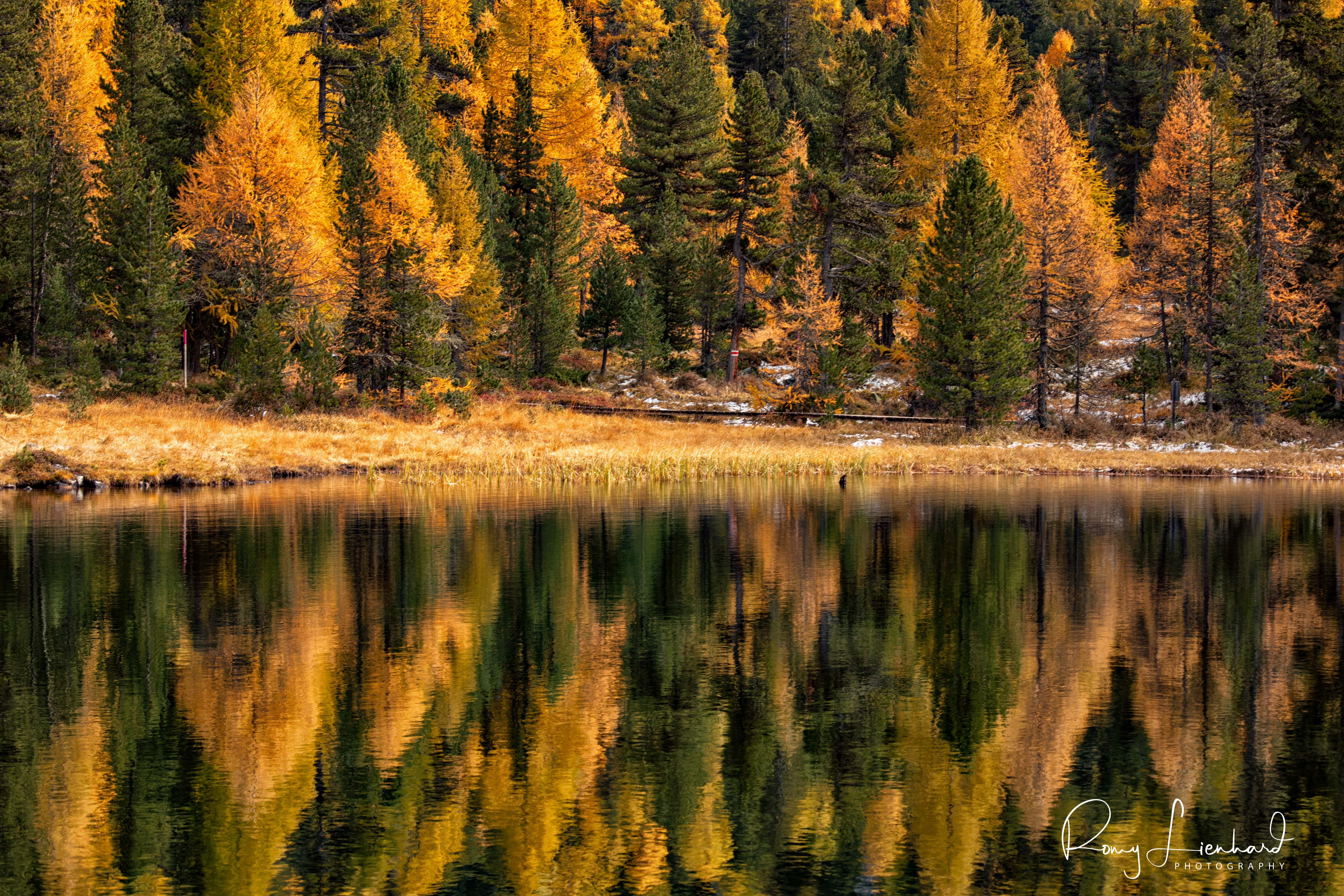 Golden Autumn Reflection