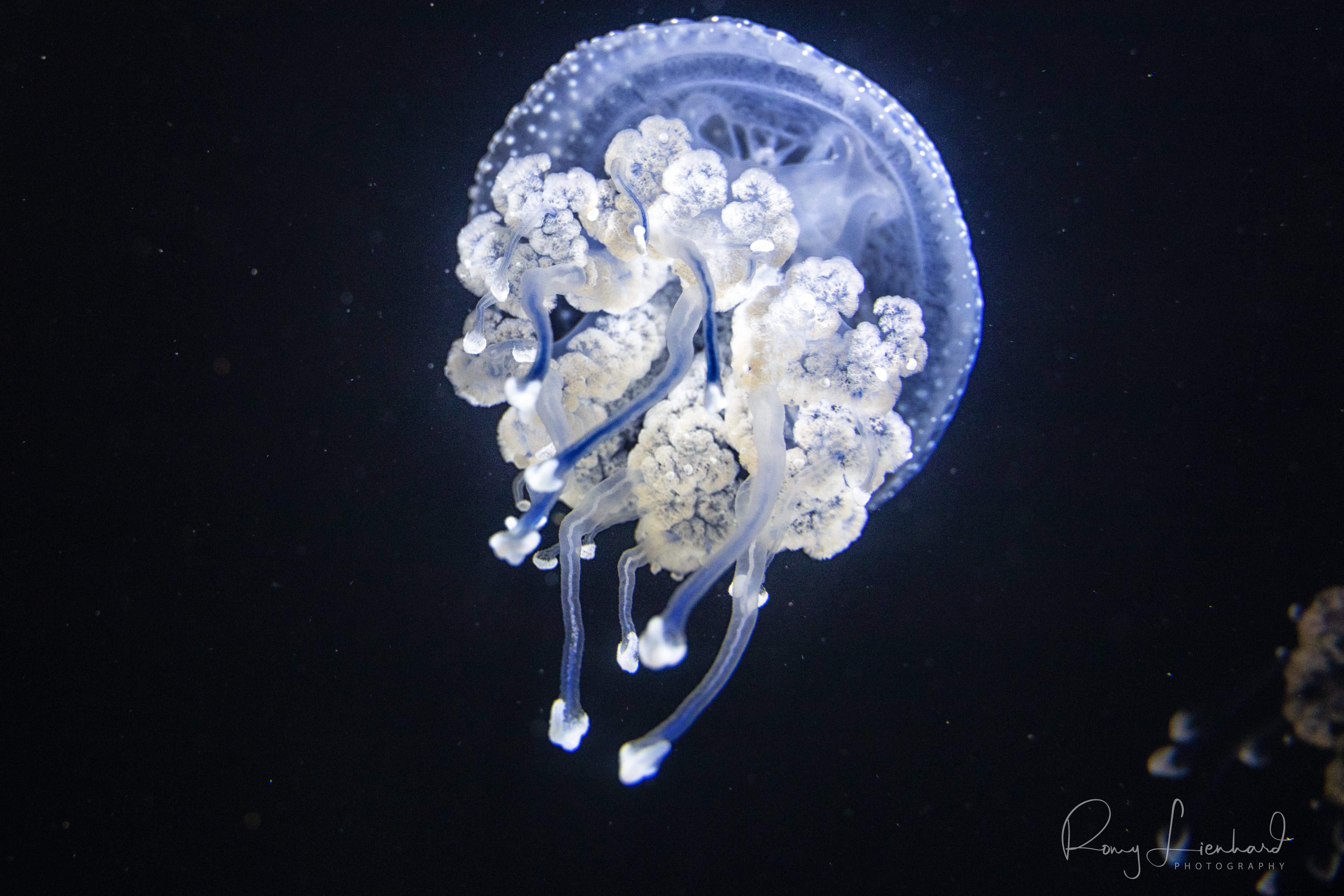 Zoo Basel Qualle Medusa