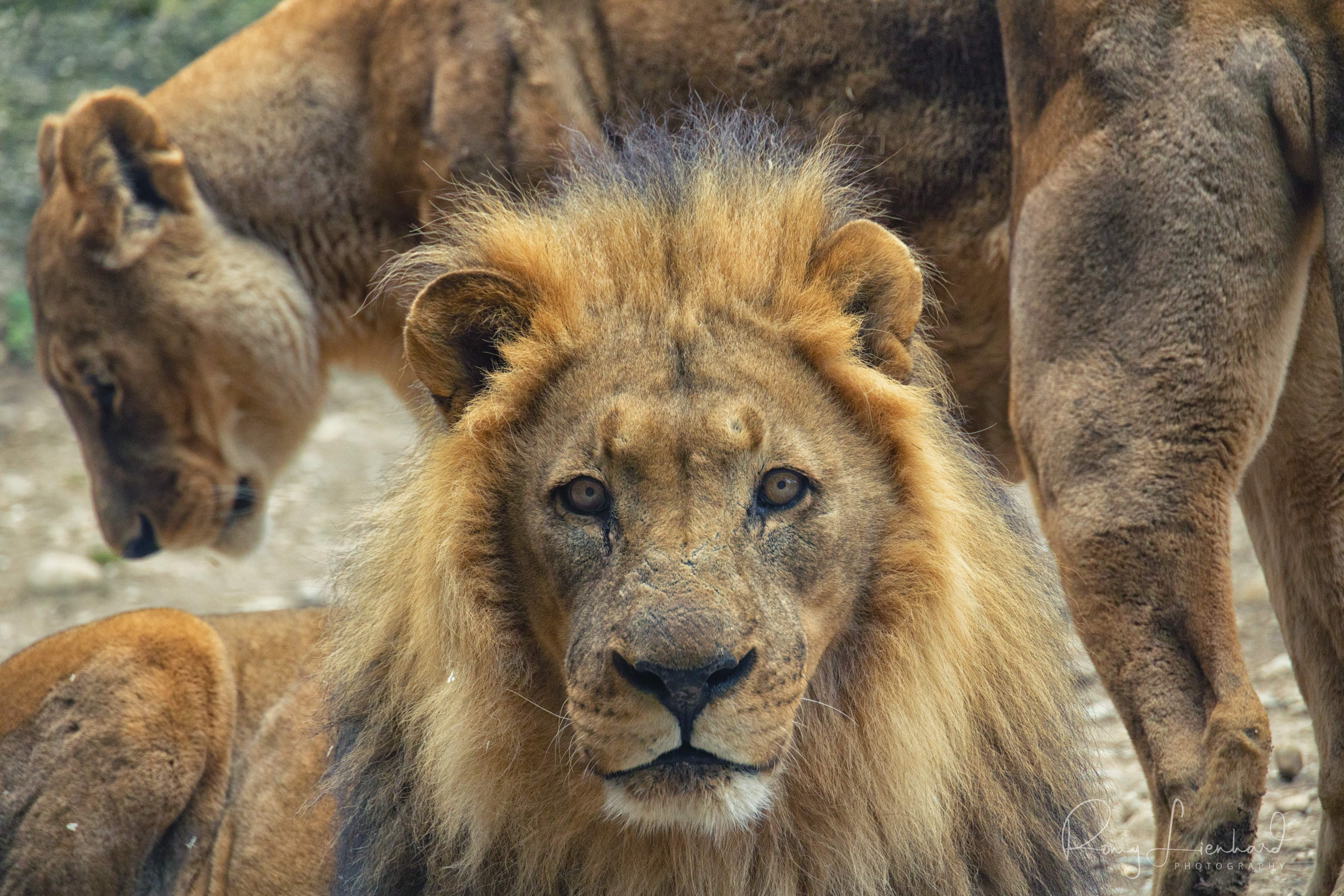 Zoo Basel Löwe Lion