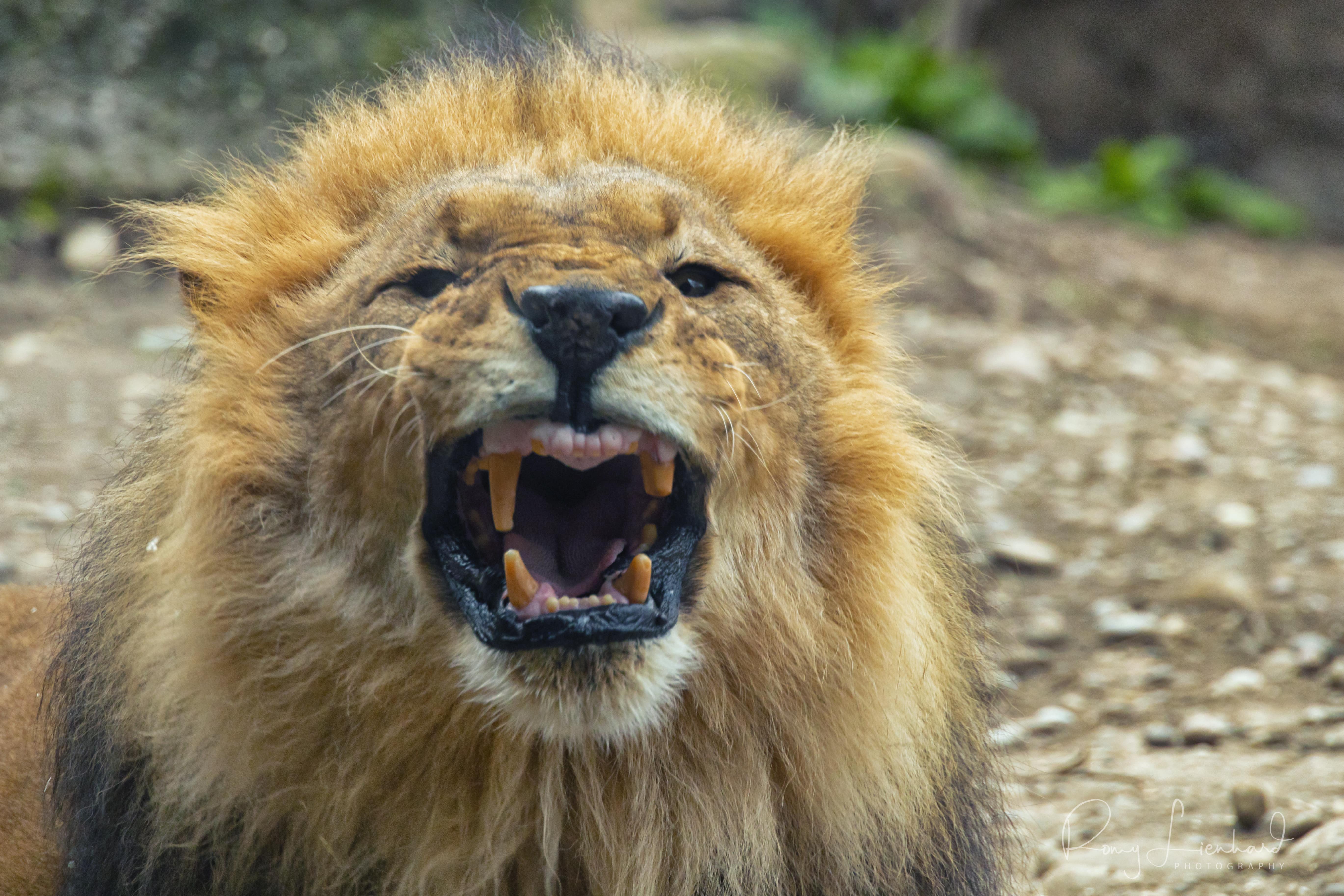 Zoo Basel Löwe Lion